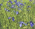 紫色の花菖蒲をアップで撮影した写真