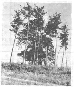 細くて高い木が立ち並んでいる算所の浅間さんについて書かれた広報めいわ第148号（昭和55年）掲載記事の写真