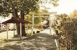 二本の木が立つ左側の参道手前に鳥居が立っている離宮院址の写真