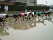 水が貼った田んぼの中で子ども達が横一列に並んで中腰になり苗を植えている様子の写真