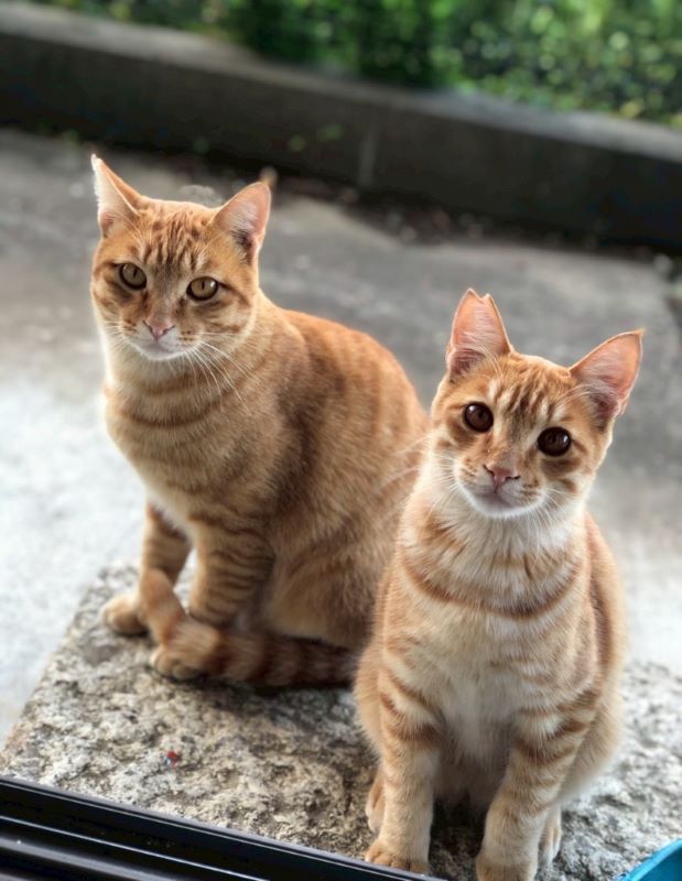 ねこ