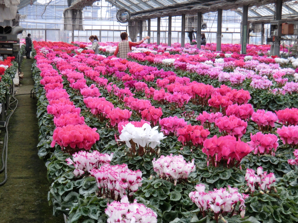 シクラメンサンプル画像