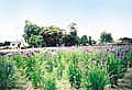 広場の奥に薄っすらと紫色の花菖蒲が咲いている写真