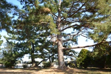 木々に囲まれた敷地内に立つ枝が伸びた大きな業平松の写真
