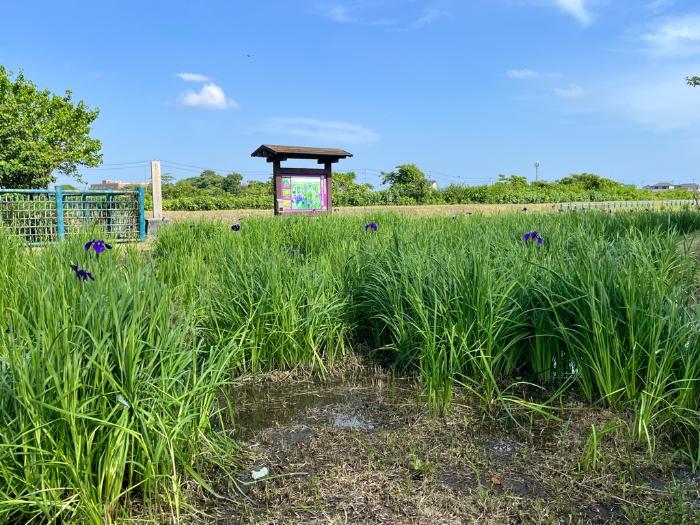 斎宮のハナショウブ群落写真（5月25日）
