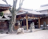 本殿の左側に大きな木が立ち、正面左右に狛犬が設置されている蛭子神社の写真