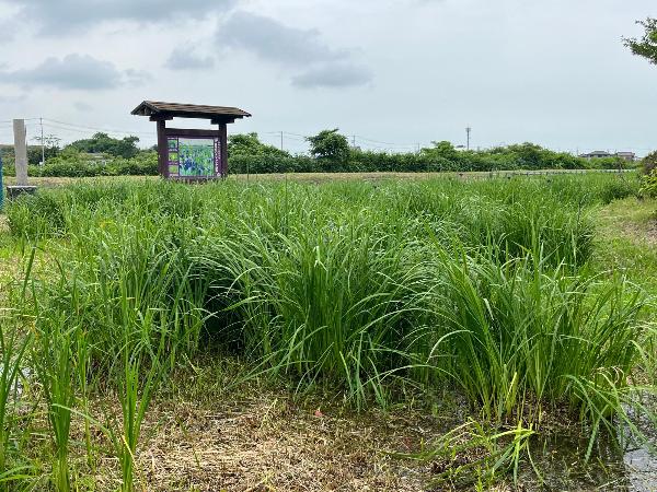 斎宮のハナショウブ群落写真（5月29日）