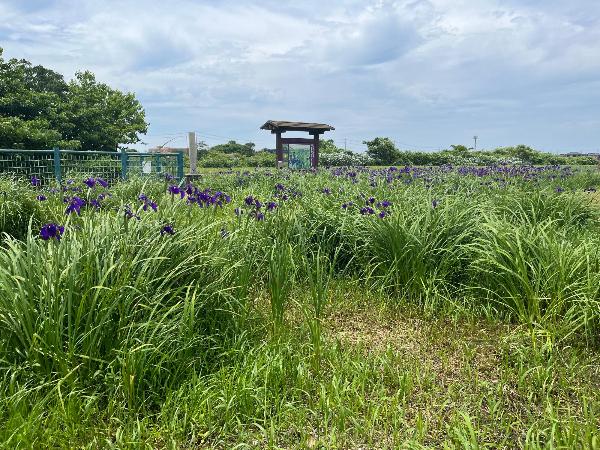 斎宮のハナショウブ群落写真（6月6日）