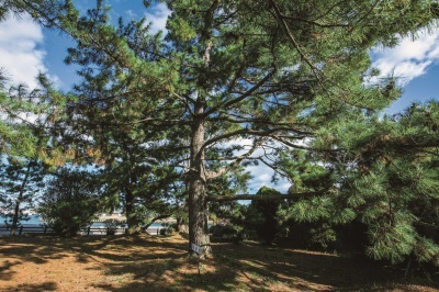 木々に囲まれた敷地内に立つ枝が伸びた大きな業平松の写真