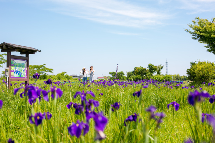 2名の女性が濃紫色の花菖蒲の花を見ている写真