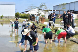 水の張った水田に参加者の方々入り、田植えをしている様子の写真