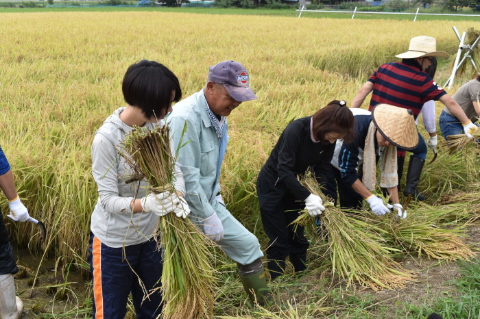 農家の方手ほどきを受けながら、若い参加者のみなさんが笑顔で稲刈りをしている様子の写真