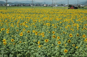 黄色い花で一面埋め尽くされたひまわり畑の写真