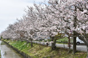 満開の花を咲かせている川沿いの桜並木の写真